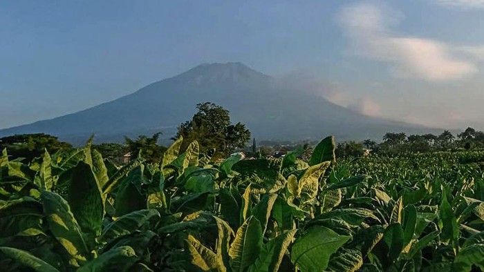 Kisah Desa Cantik Temanggung yang Populer Berkat Tembakau