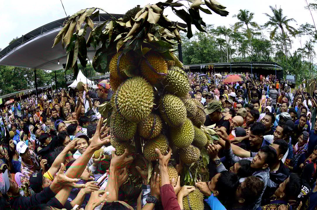 Festival Durian Ngropoh